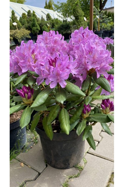 Рододендрон Розеум Елеганс - 5-7,5л/вис.30-40см/Ø30-40см